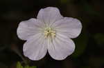 Wild geranium